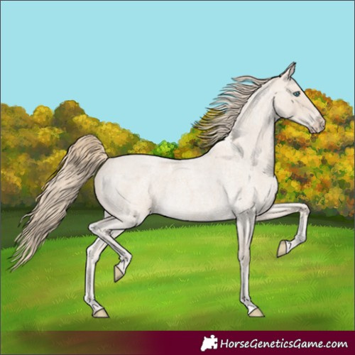 Horse Color:Smoky Creme Roan 