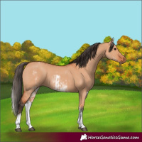 Horse Color:White Spotted Bay Dun Rabicano and White Spotted Bay Dun Rabicano