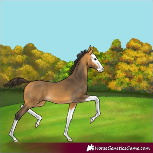 Horse Color:Buckskin Splash