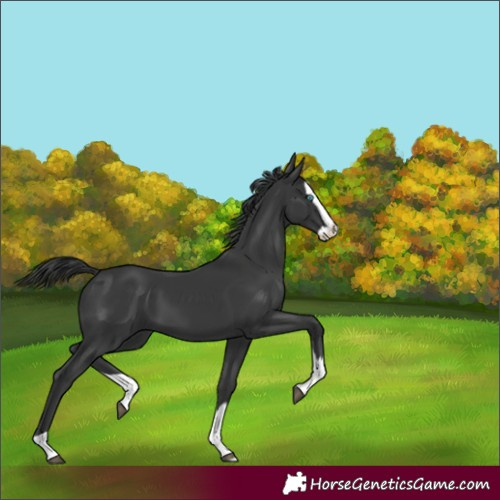 Horse Color:Black Splash 