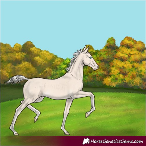 Horse Color:Cremello