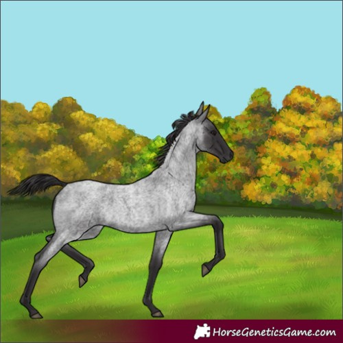 Horse Color:Smoky Blue Roan