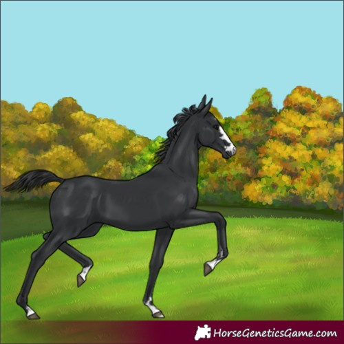 Horse Color:Black