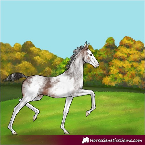 Horse Color:White Spotted Brown Splash 