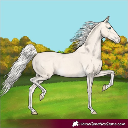 Horse Color:Cremello Appaloosa