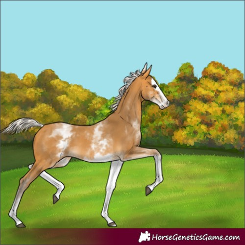 Horse Color:White Spotted Silver Buckskin Splash