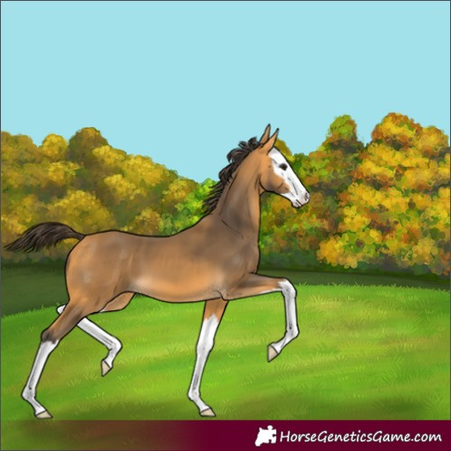 Horse Color:Buckskin Splash