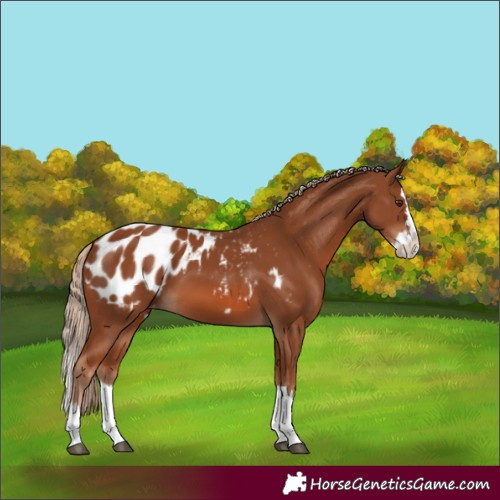 Horse Color:Chestnut Splash Blanket