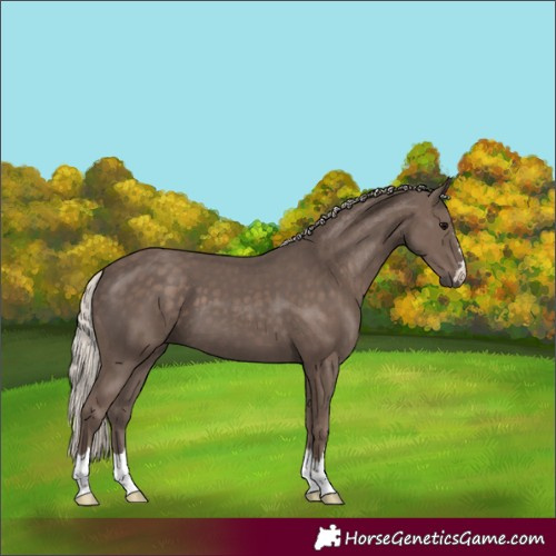 Horse Color:Silver Black