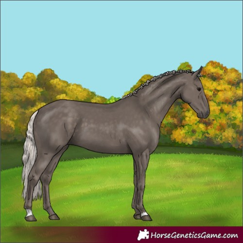 Horse Color:Silver Black