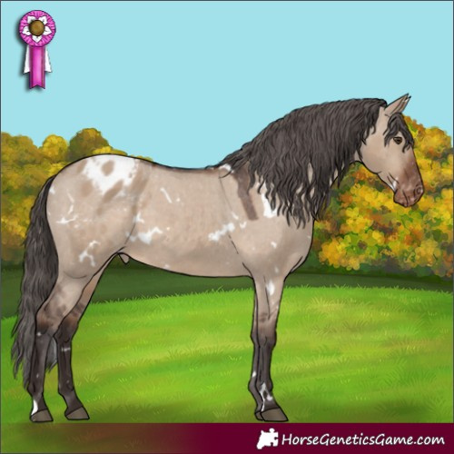 Horse Color:White Spotted Liver Red Dun Appaloosa 