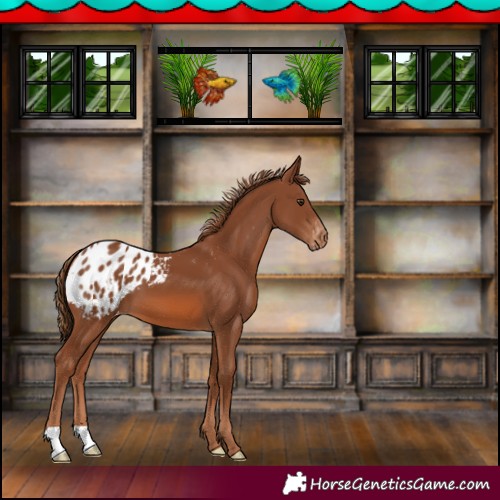 Horse Color:Chestnut Appaloosa 