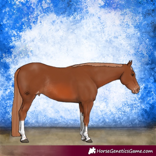 Horse Color:Chestnut Tobiano Appaloosa Rabicano 