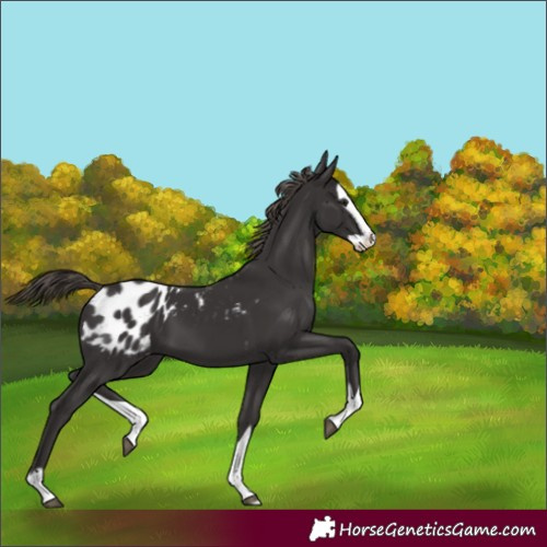 Horse Color:Smoky Black Splash Blanket