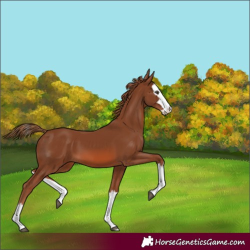 Horse Color:Unknown 