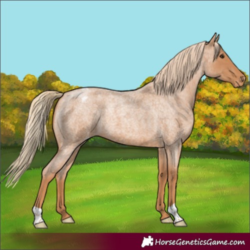 Horse Color:Red Roan Appaloosa