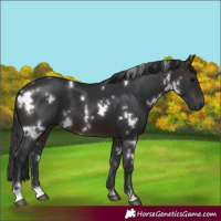 Horse Color:White Spotted Brown 