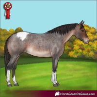 Horse Color:Brown Roan Tobiano Blanket Rabicano 