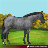 Horse Color:Blue Roan 