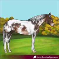Horse Color:White Spotted Brown Tobiano Appaloosa 