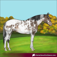 Horse Color:White Spotted Brown Dun Tobiano Blanket Rabicano 