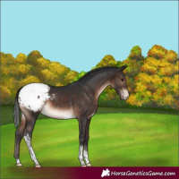 Horse Color:Brown Mushroom Tobiano Appaloosa