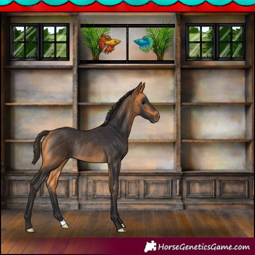 Horse Color:Buckskin Rabicano 