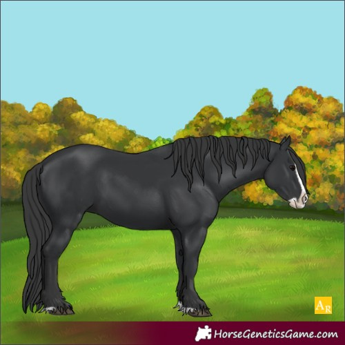 Horse Color:Unknown 