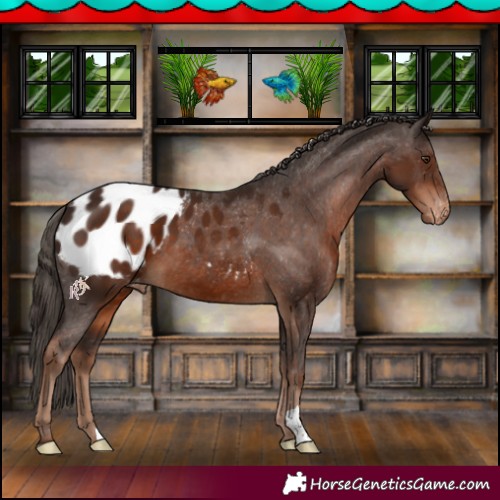 Horse Color:Liver Chestnut Appaloosa 