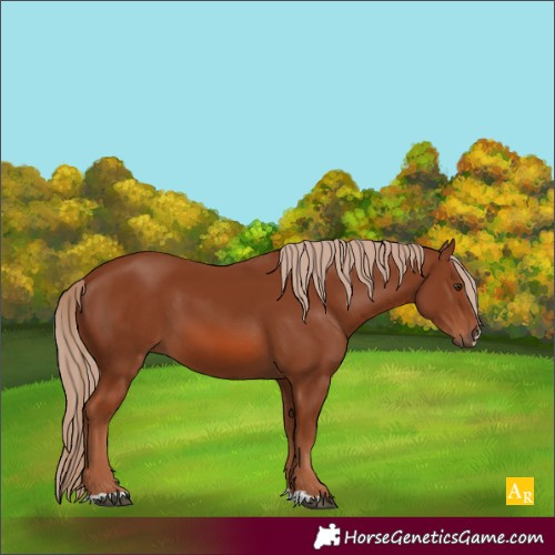 Horse Color:Chestnut 