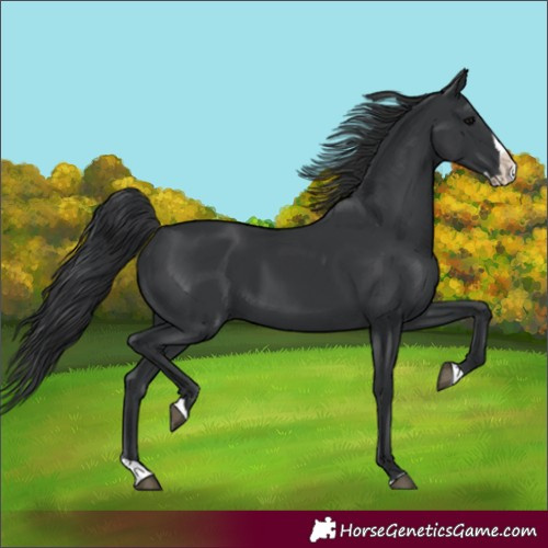 Horse Color:Black Splash