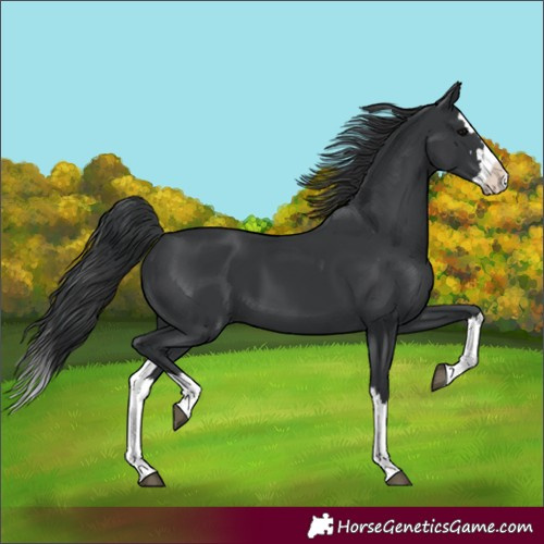 Horse Color:Black Splash 