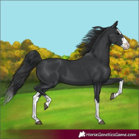 Horse Color:Black Splash