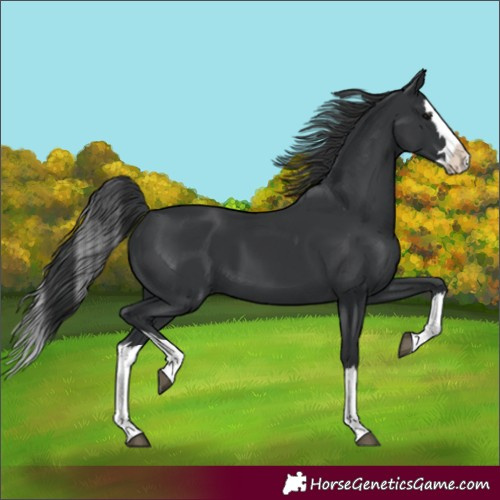 Horse Color:Unknown 