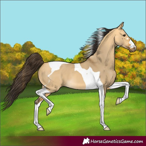 Horse Color:Buckskin Dun Tobiano 