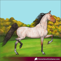 Horse Color:Bay Roan Sabino 