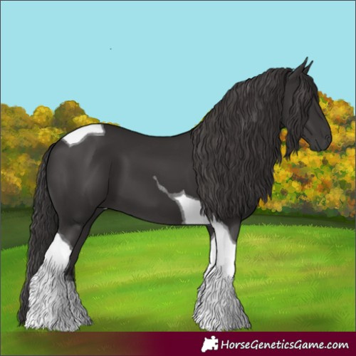 Horse Color:Smoky Black Tobiano