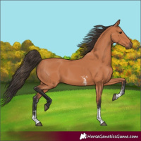 Horse Color:Bay Sabino