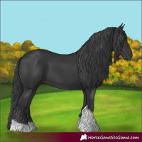 Horse Color:Black Tobiano 