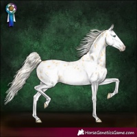 Horse Color:Palomino Dun Splash Frame Appaloosa