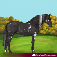 Horse Color:White Spotted Smoky Black