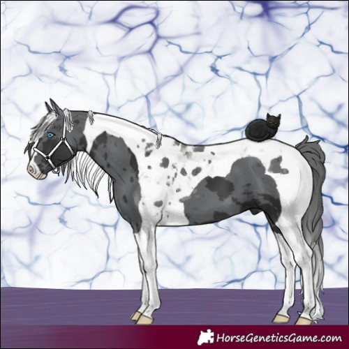 Horse Color:Black Merle Tobiano