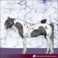 Horse Color:Black Merle Tobiano