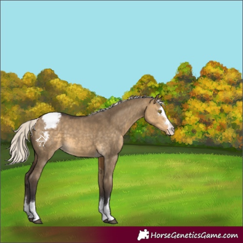Horse Color:Silver Buckskin Dun Varnish 