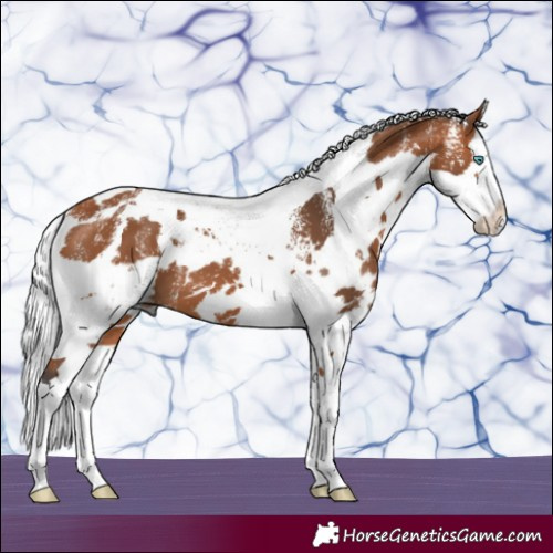 Horse Color:Powder White Bay Harlequin Merle Splash 