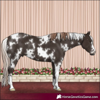 Horse Color:White Spotted Liver Chestnut 