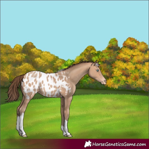 Horse Color:Amber Champagne Tobiano Blanket