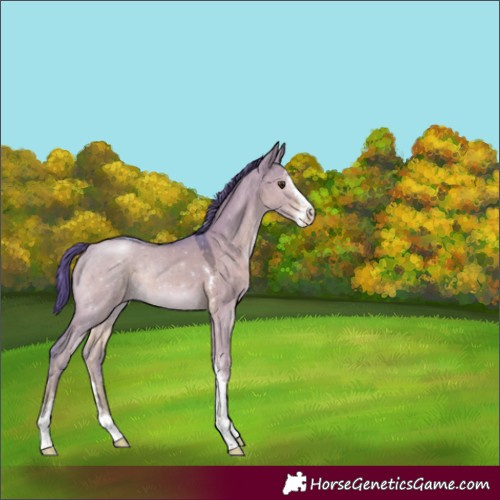 Horse Color:Watercolor Liver Red Dun Sabino 