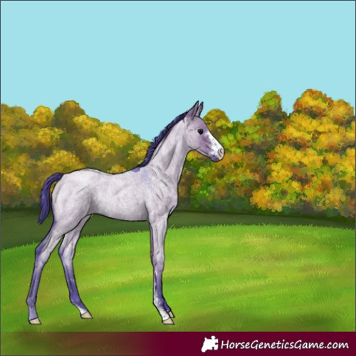 Horse Color:Watercolor Grullo Roan Sabino Rabicano 