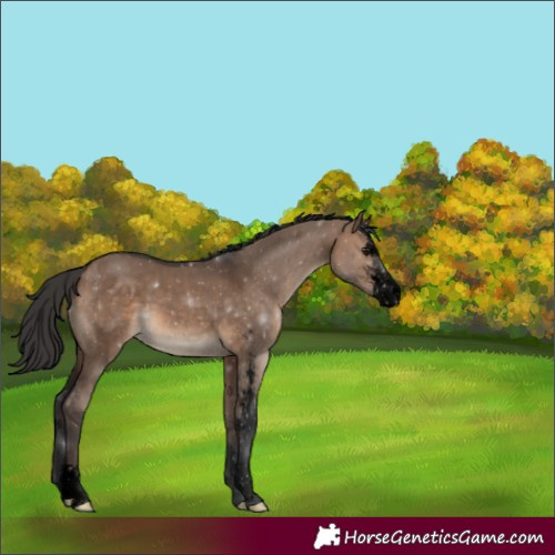 Horse Color:Void Brown Dun Sabino 
